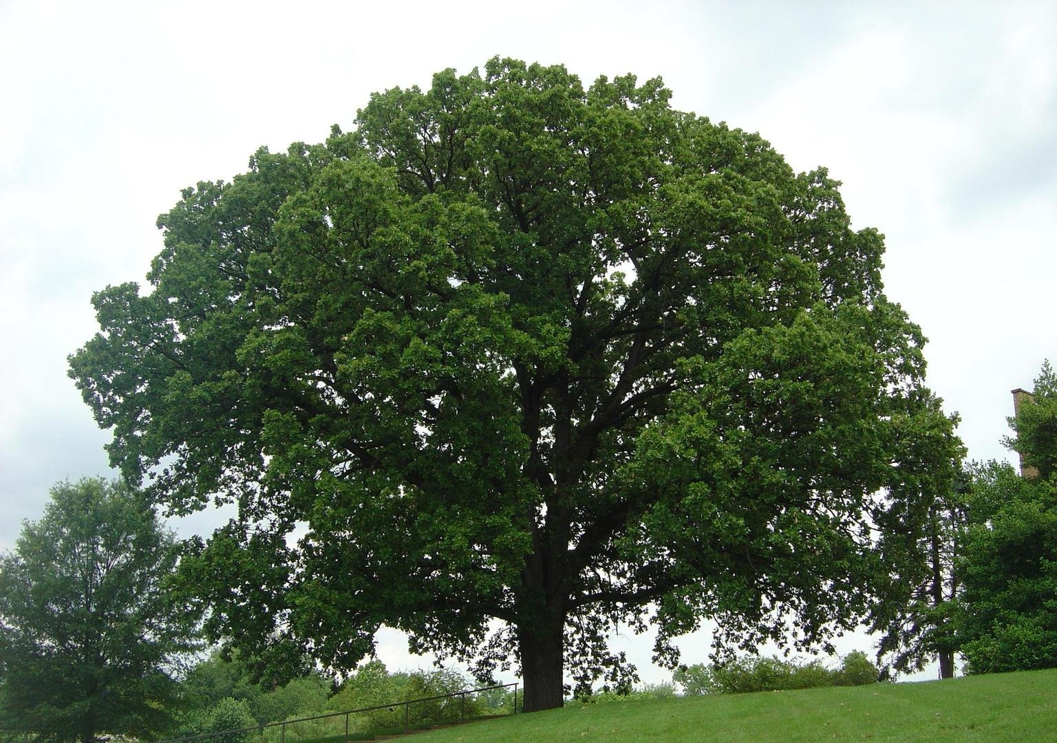 Представляя Дуб Oak Tree — Caspian Door